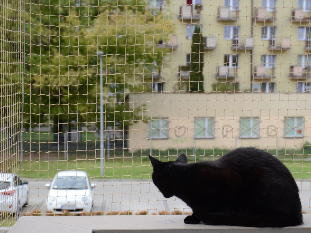 Siatka na balkon dla kota 